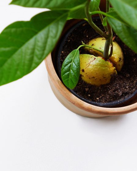 faire pousser un noyau d'avocat en pot facilement
